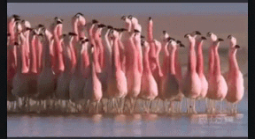 :flamingodance: